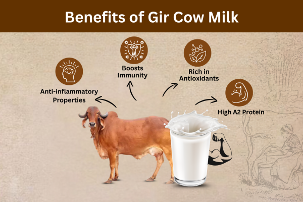 Benefits of Gir Cow Milk